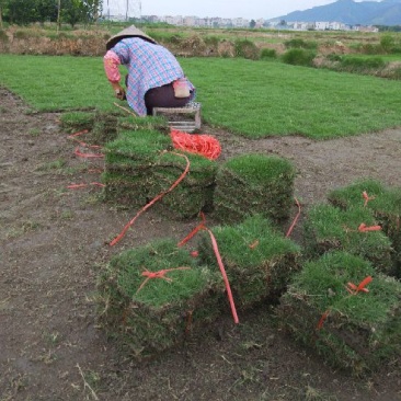 马尼拉草块