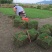 马尼拉草块