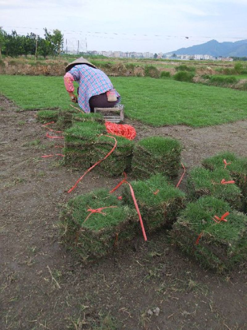 马尼拉草块