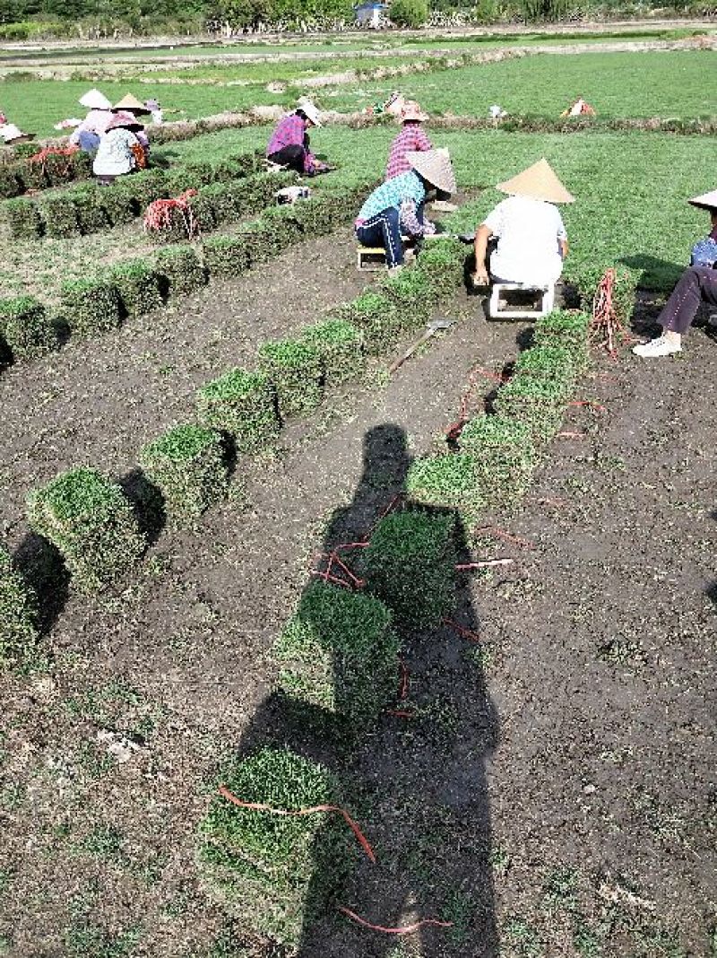马尼拉草块