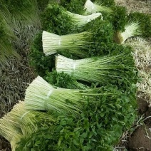 豌豆苗菜