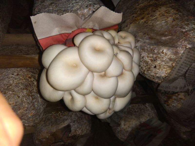 长年出售平菇菌包，量大优惠