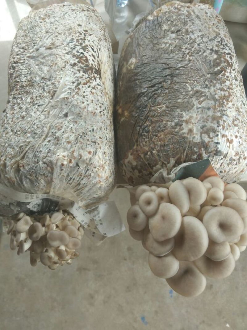 长年出售平菇菌包，量大优惠