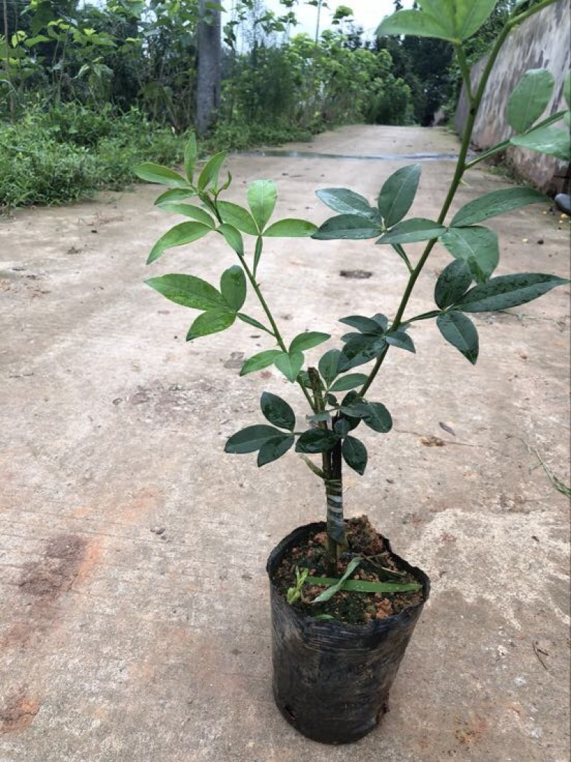 藤椒苗30~50cm