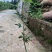 藤椒苗30~50cm