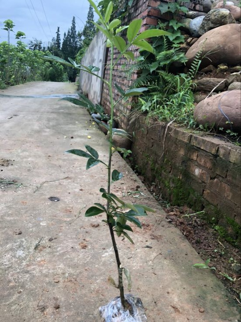 藤椒苗30~50cm