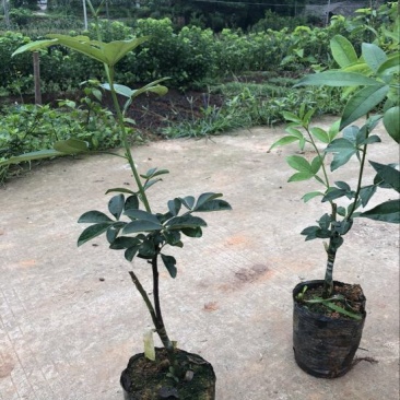 藤椒苗30~50cm