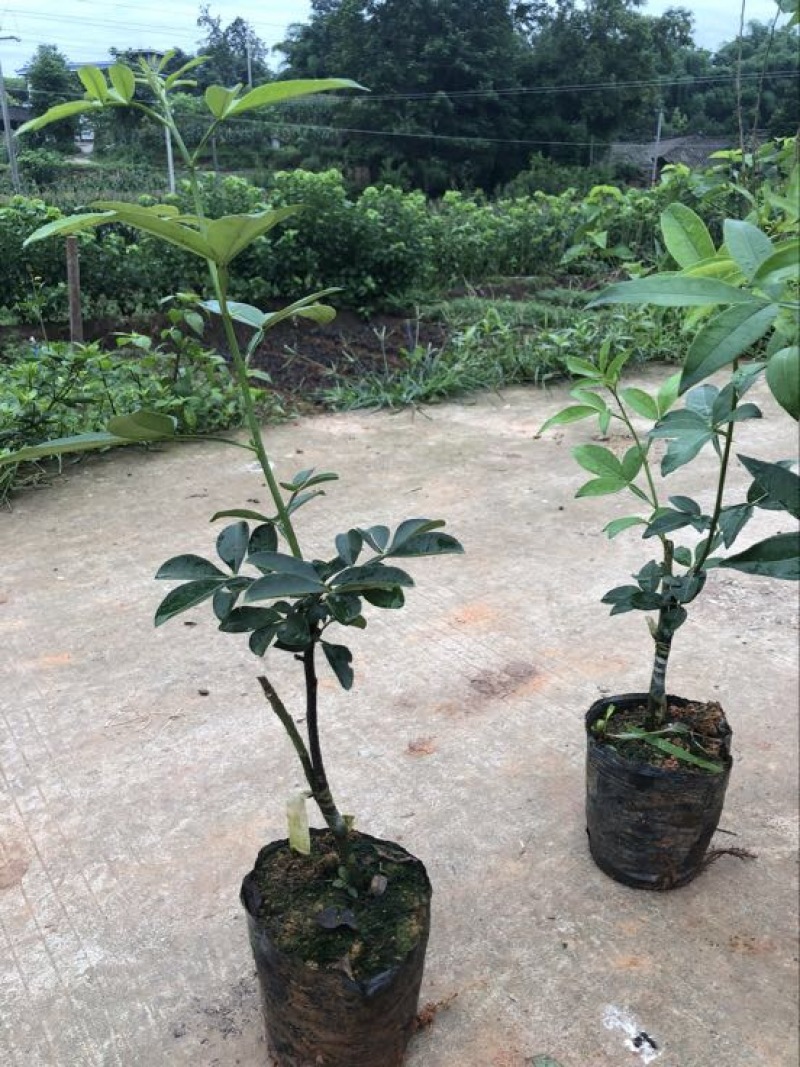 藤椒苗30~50cm