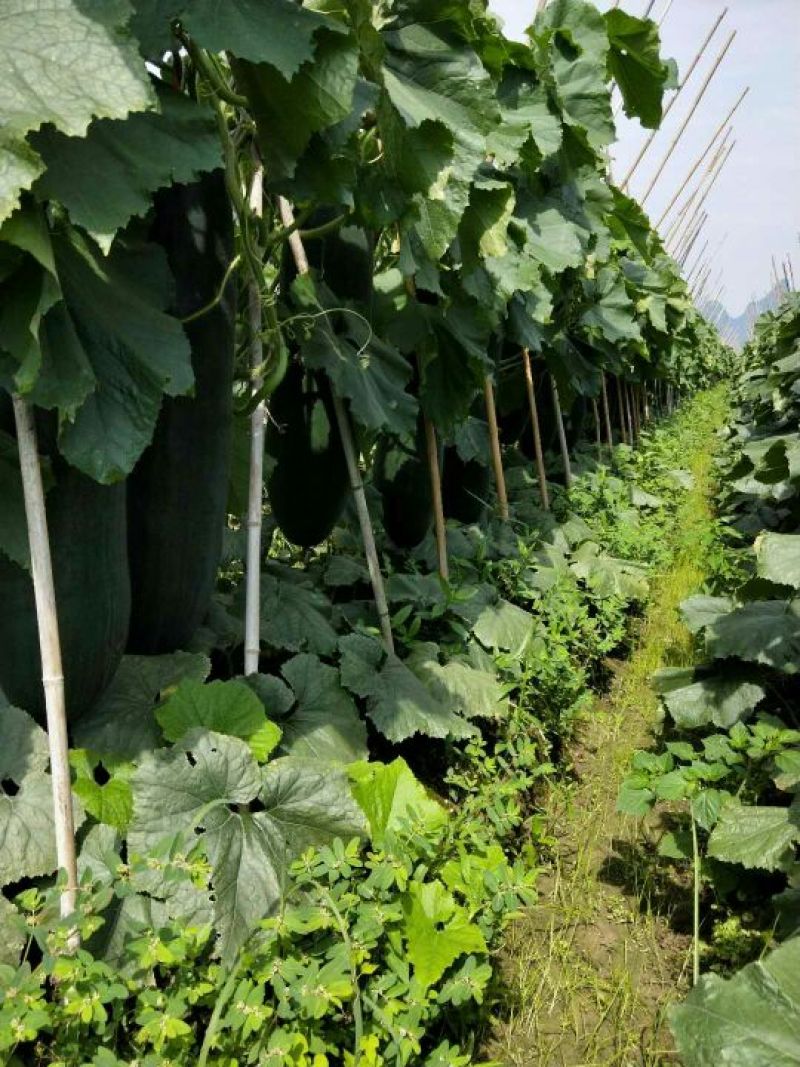 黑皮冬瓜25斤以上吊冬瓜