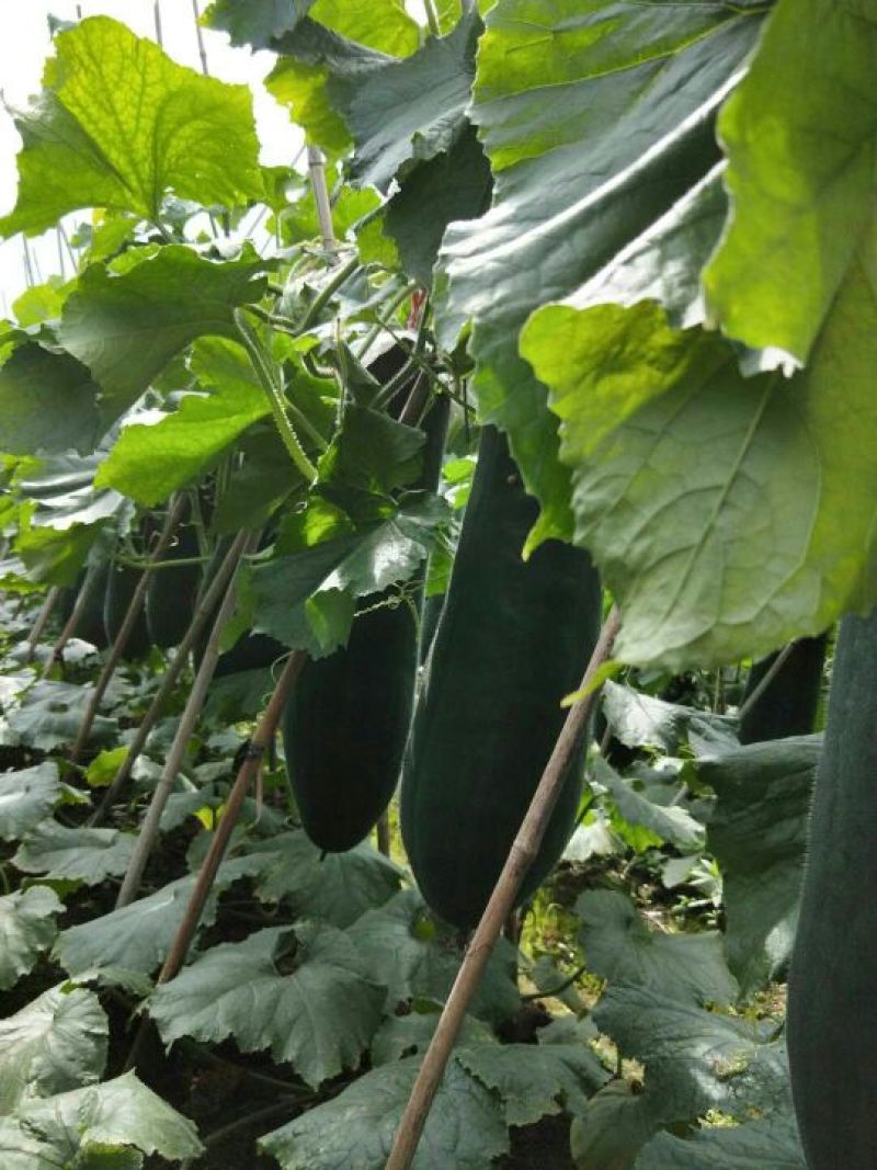 黑皮冬瓜25斤以上吊冬瓜