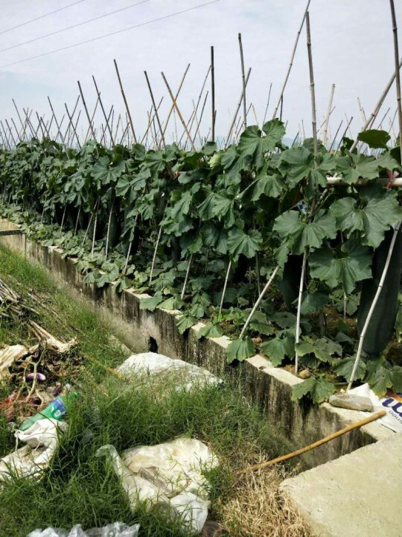 黑皮冬瓜25斤以上吊冬瓜