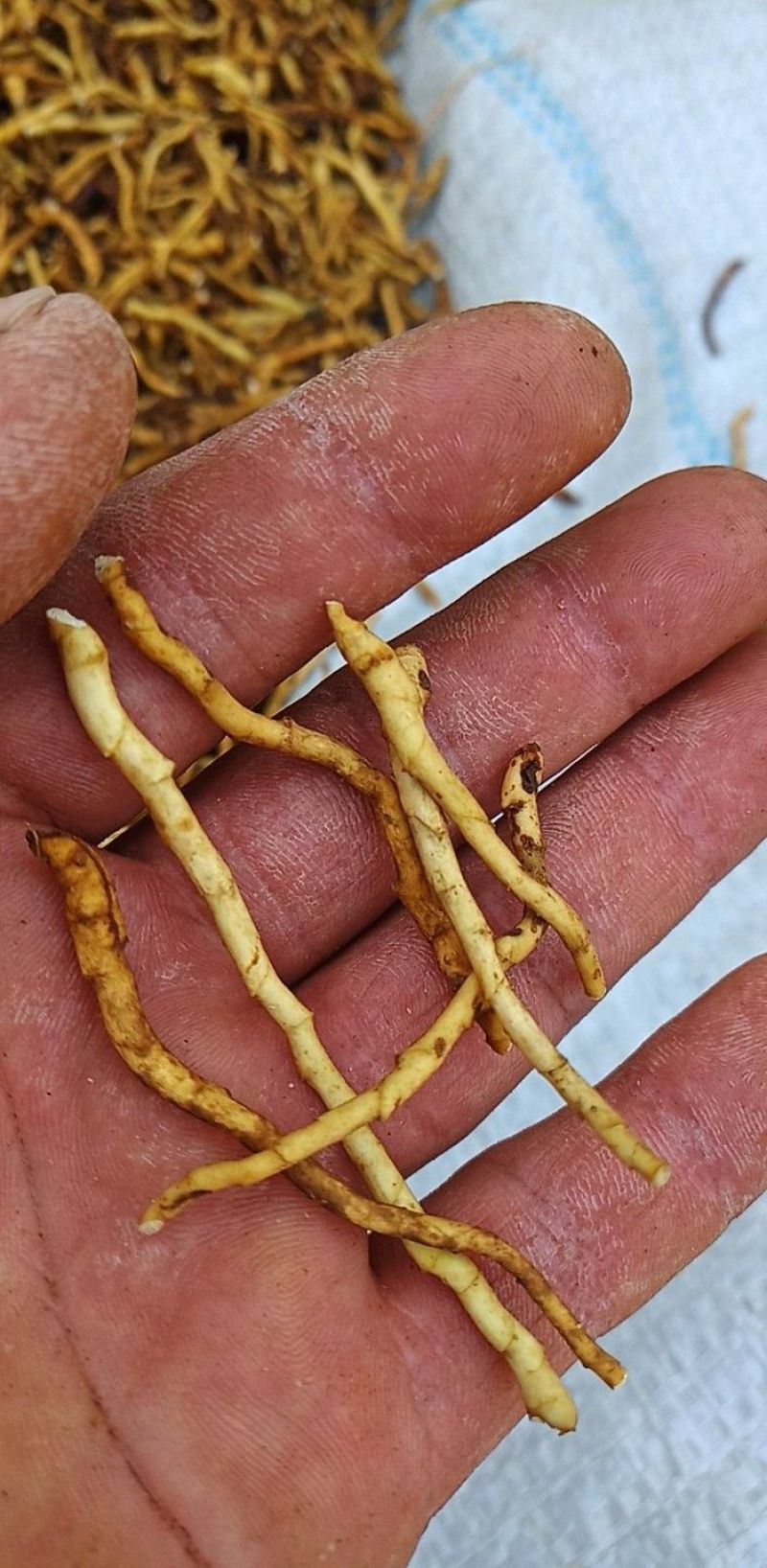 东北节菖蒲，也是菖蒲，也是小黄根，九节菖蒲