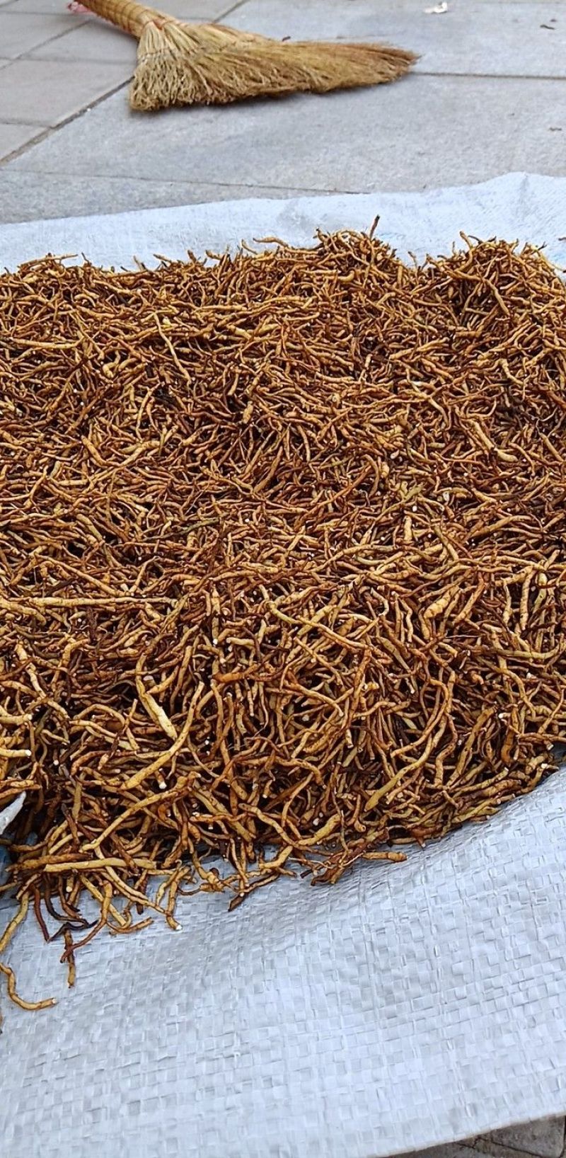 东北节菖蒲，也是菖蒲，也是小黄根，九节菖蒲