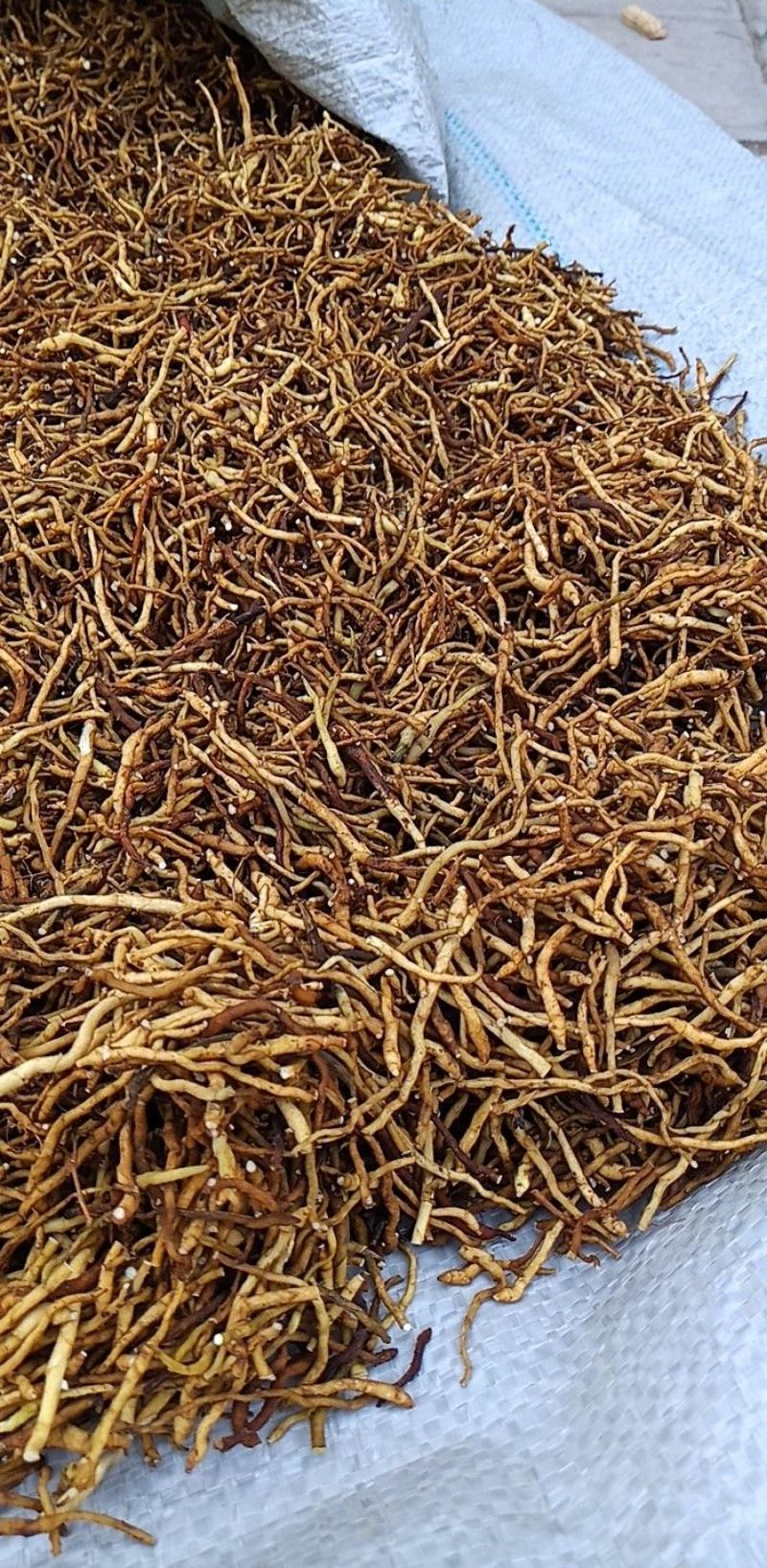 东北节菖蒲，也是菖蒲，也是小黄根，九节菖蒲