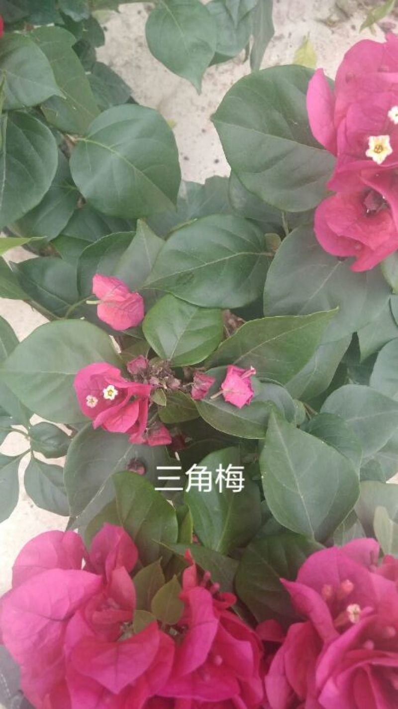 花卉苗木