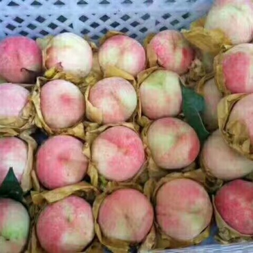 奉化玉露水蜜桃上市了，量大价格美丽