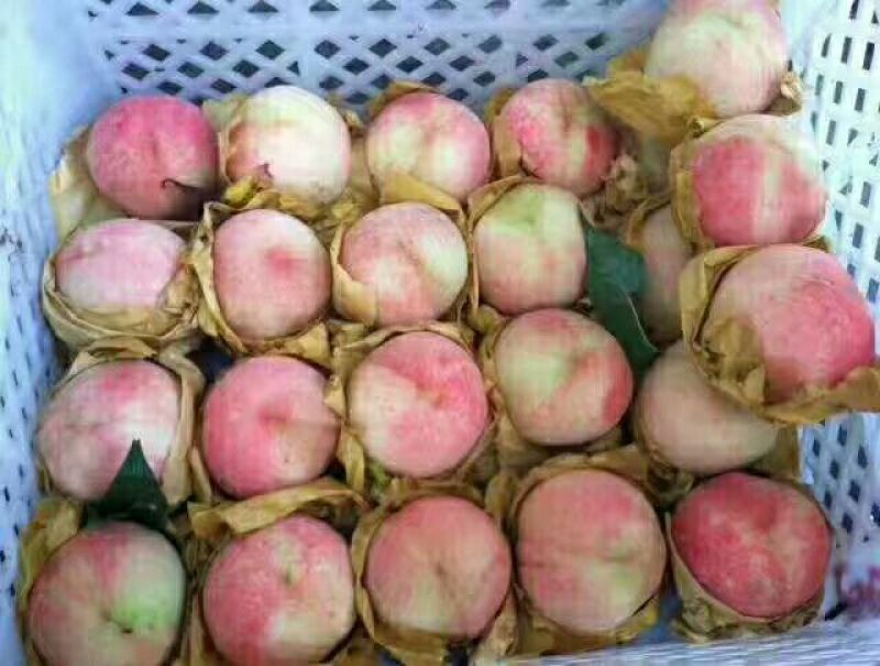 奉化玉露水蜜桃上市了，量大价格美丽