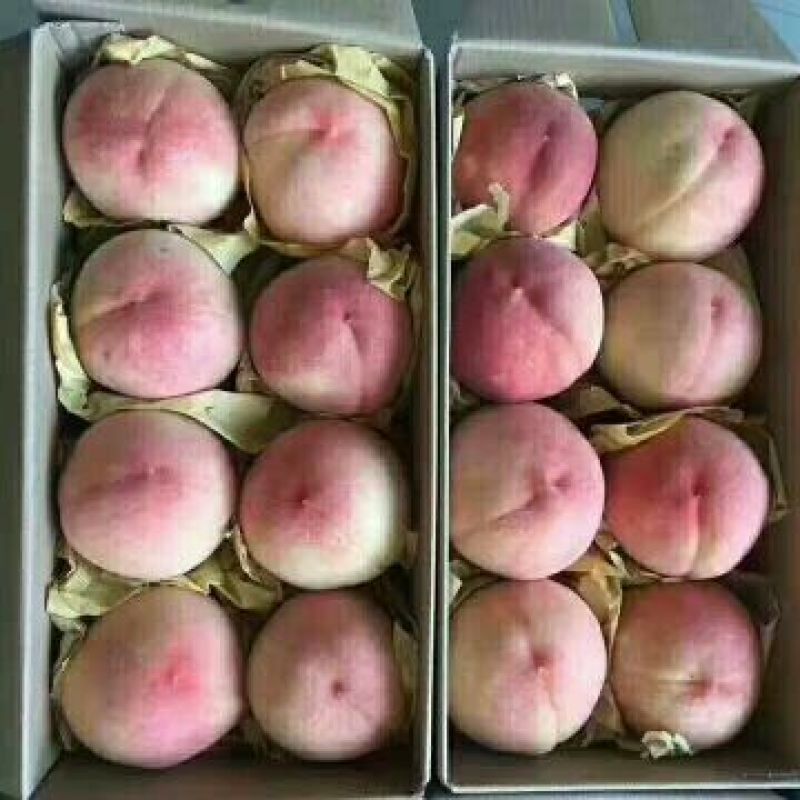 奉化玉露水蜜桃上市了，量大价格美丽