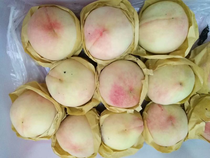 奉化玉露水蜜桃上市了，量大价格美丽