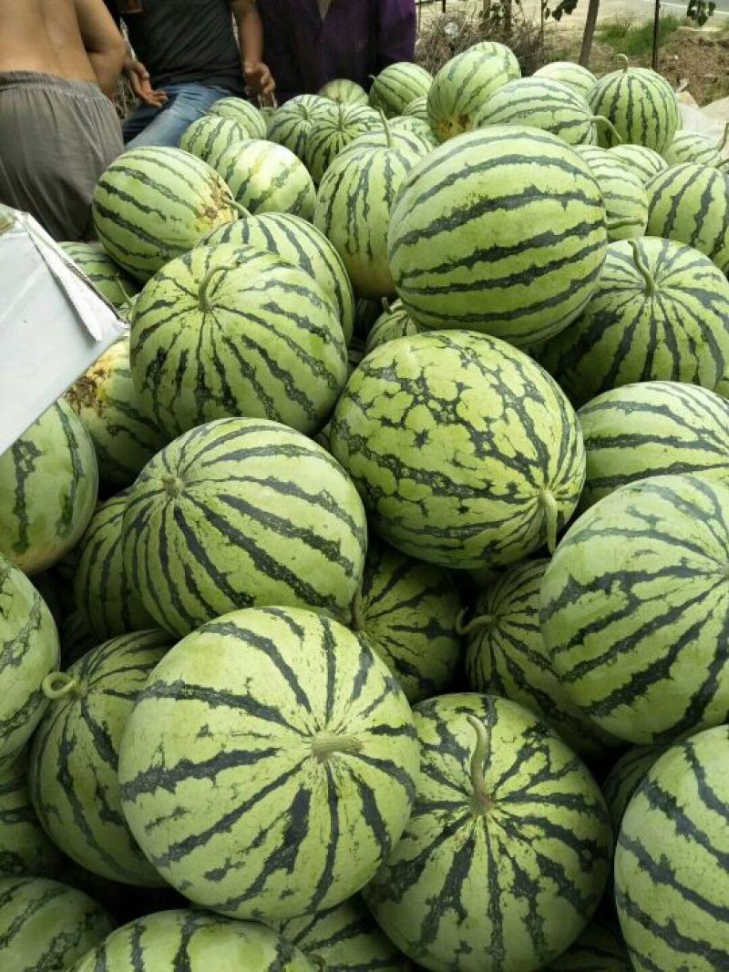 各种品种西瓜大量上市