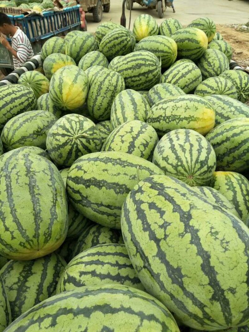 各种品种西瓜大量上市