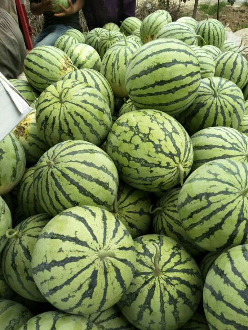 各种品种西瓜大量上市