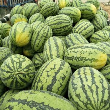 各种品种西瓜大量上市