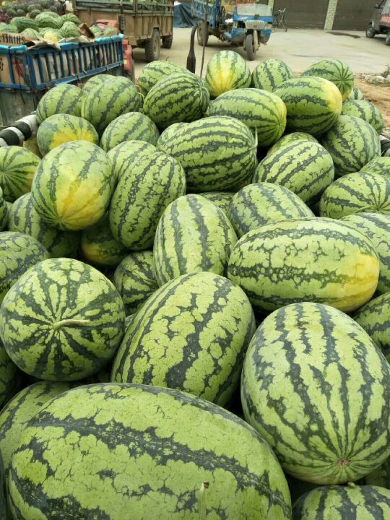 各种品种西瓜大量上市