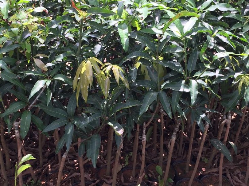 芒果苗桂七金煌台弄凯特