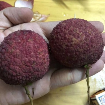 荔枝苗桂味无核荔枝