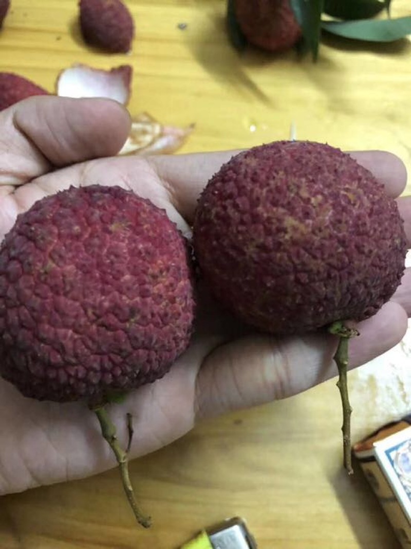 荔枝苗桂味无核荔枝