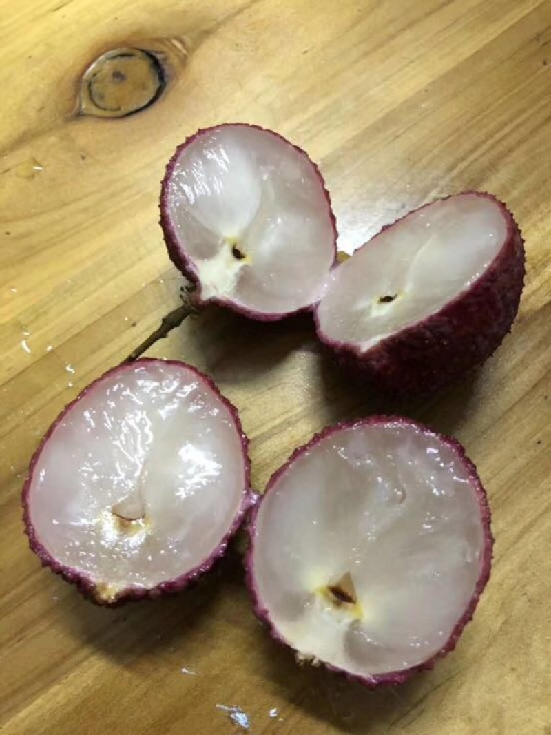 荔枝苗桂味无核荔枝