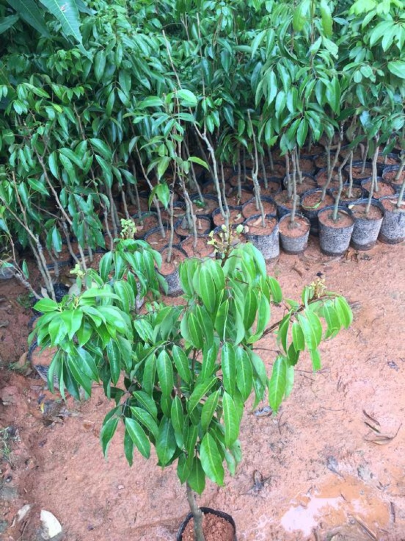 荔枝苗桂味无核荔枝