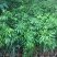 荔枝苗桂味无核荔枝