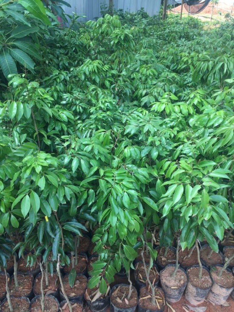 荔枝苗桂味无核荔枝