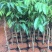 荔枝苗桂味无核荔枝