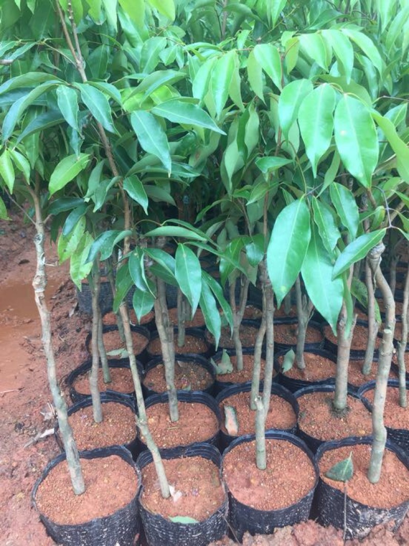 荔枝苗桂味无核荔枝