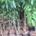 荔枝苗桂味无核荔枝