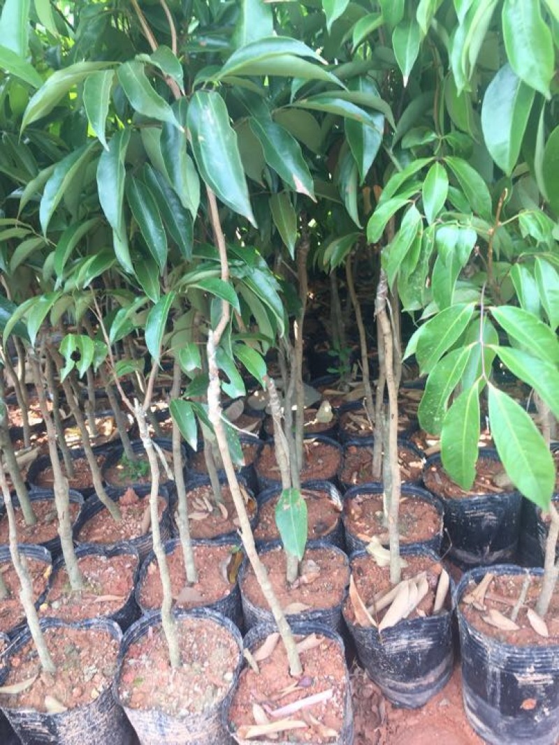 荔枝苗桂味无核荔枝