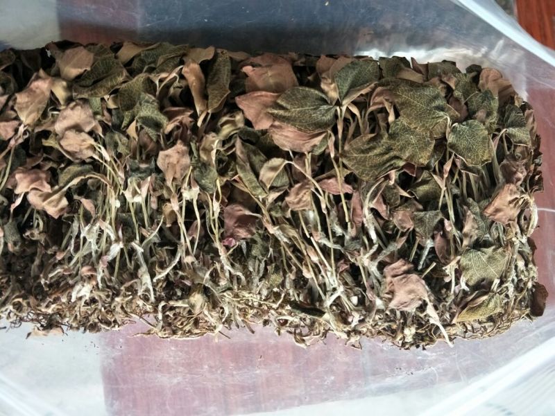 【闽之宝】金线莲干货红霞干品种植干货整株
