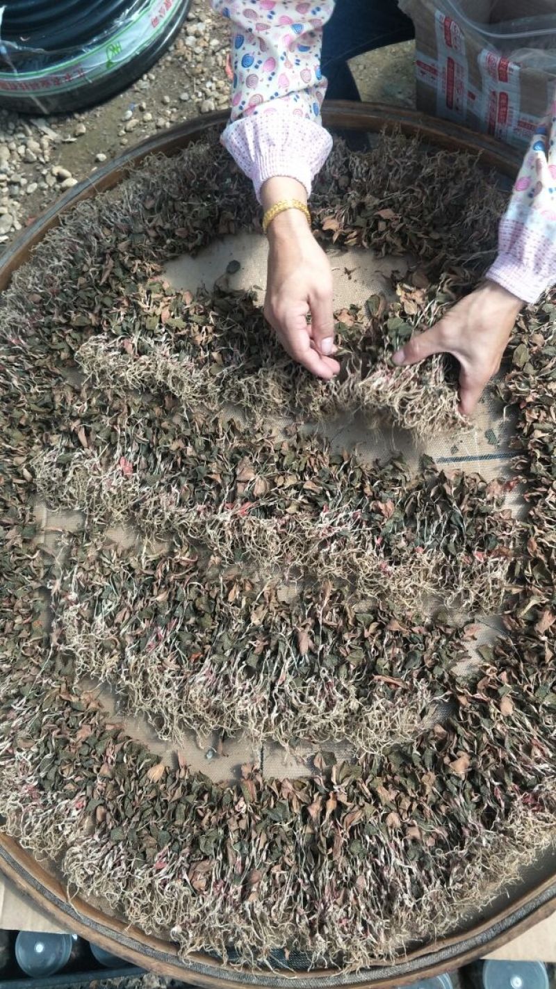 【闽之宝】金线莲干货红霞干品种植干货整株