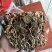 【闽之宝】金线莲干货红霞干品种植干货整株