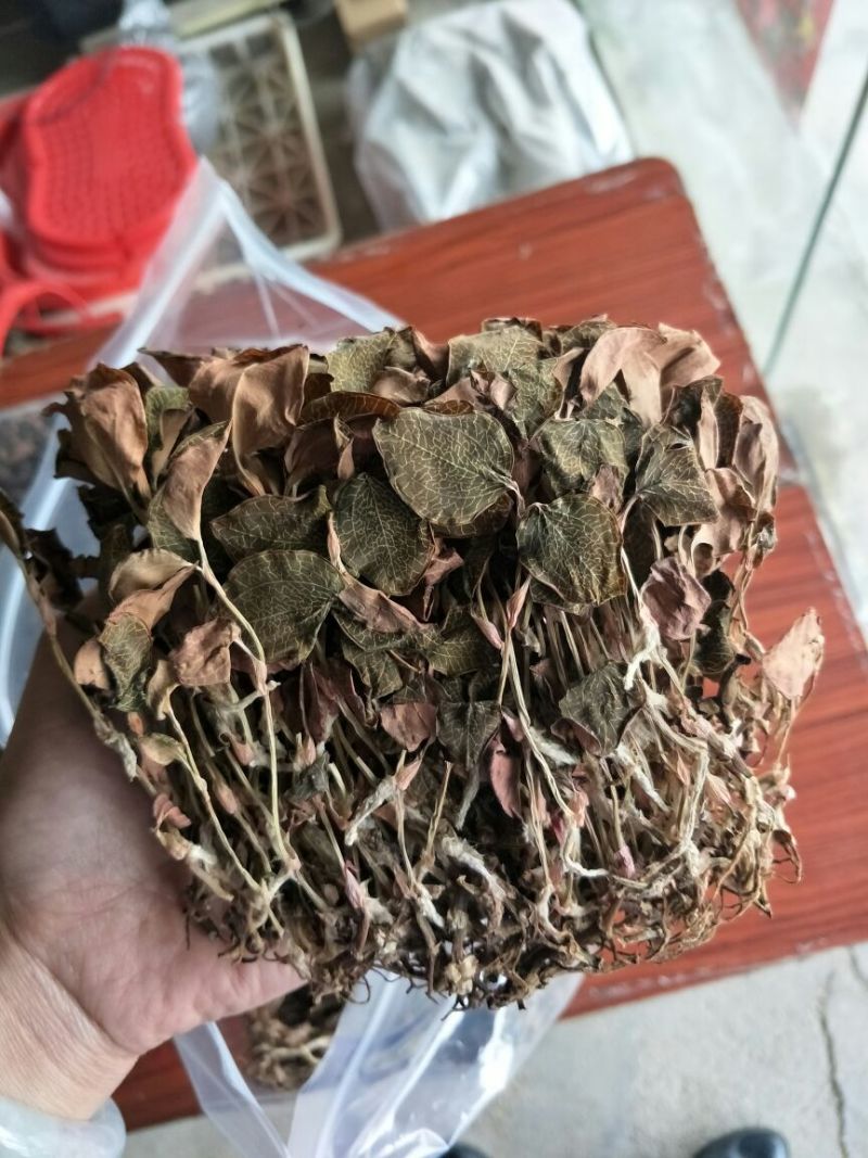 【闽之宝】金线莲干货红霞干品种植干货整株