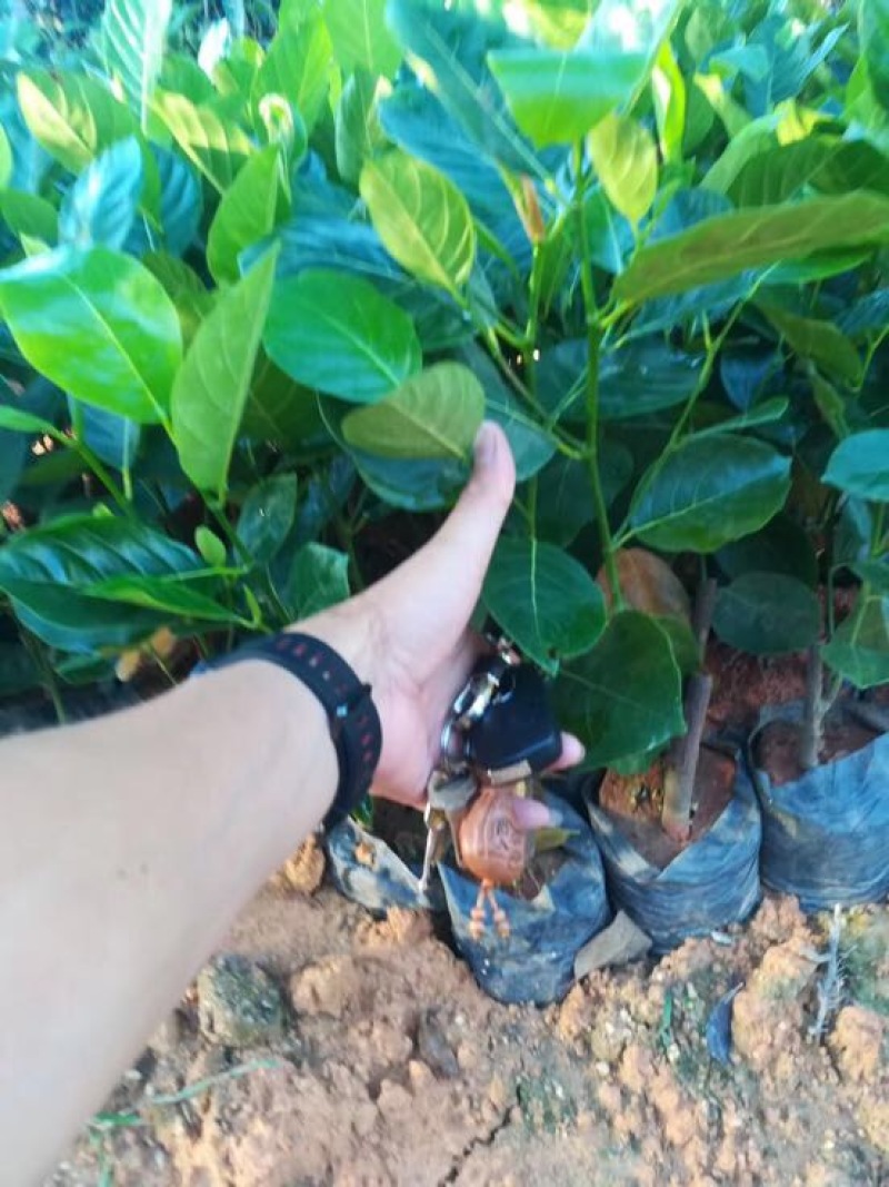 菠萝蜜苗稿接树