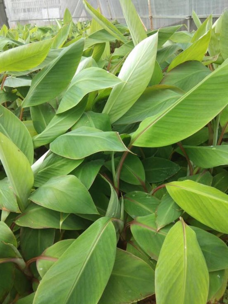 香蕉苗红香蕉金粉米蕉等品种齐全