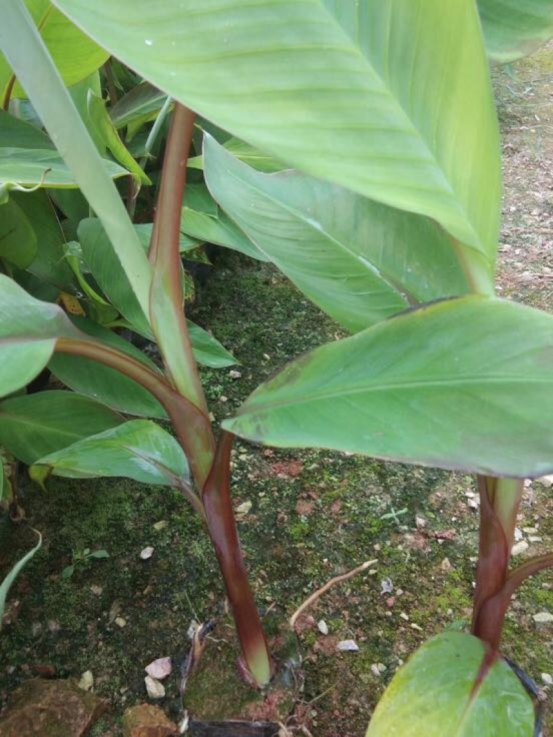 香蕉苗红香蕉金粉米蕉等品种齐全
