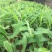 香蕉苗红香蕉金粉米蕉等品种齐全