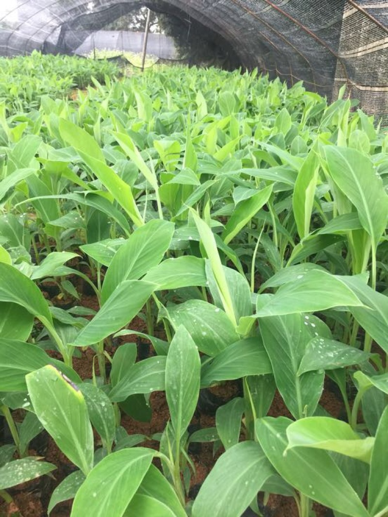 香蕉苗红香蕉金粉米蕉等品种齐全