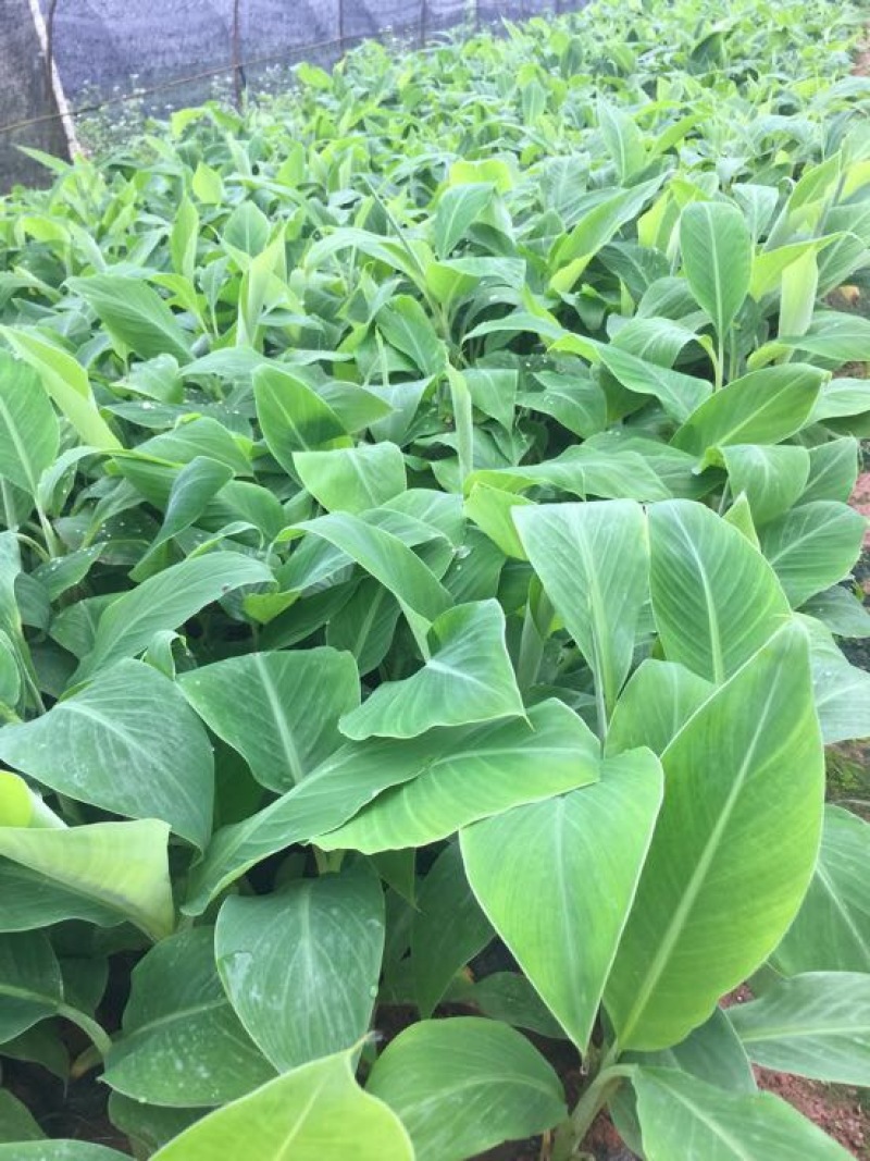 香蕉苗红香蕉金粉米蕉等品种齐全