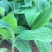 香蕉苗红香蕉金粉米蕉等品种齐全